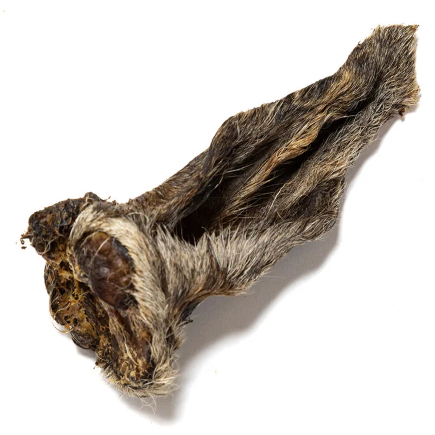 Hairy Lamb Ears 5 pack